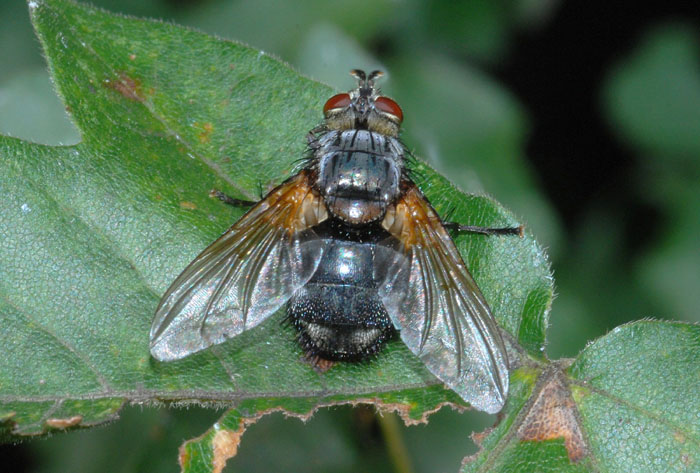 Nemoraea pellucida, Tachinidae